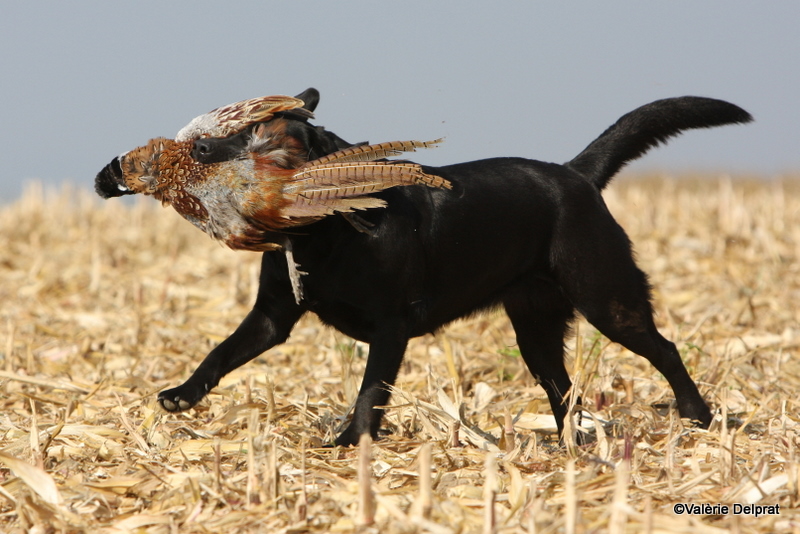 Field Erstein 09 (156).JPG